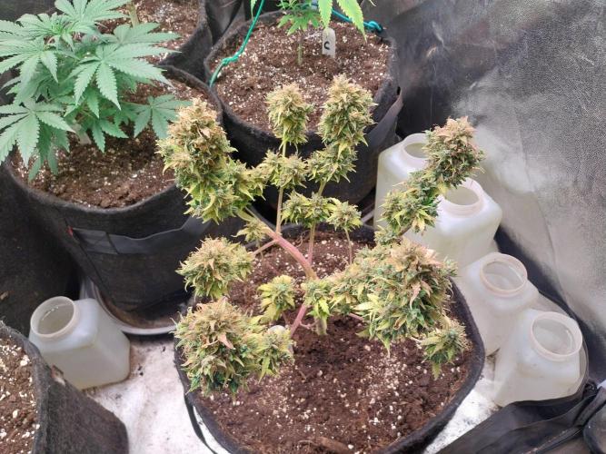 survivante. Week 13 - 10/11