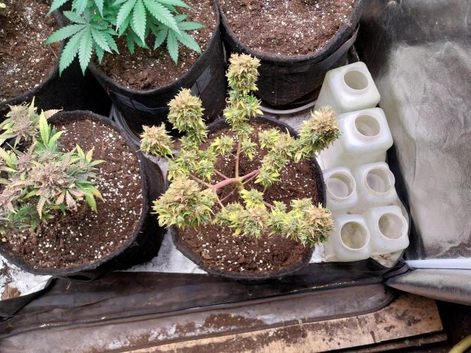 survivante. Week 13 - 11/11