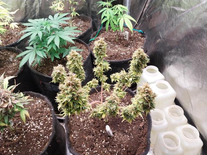 survivante. Week 13 - 11/11