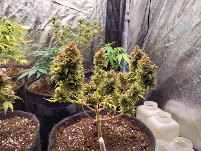 survivante. Week 13 - 11/11