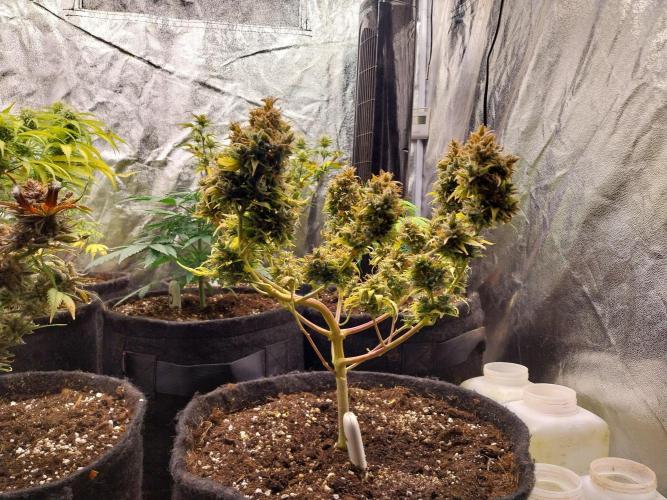 survivante. Week 13 - 11/11