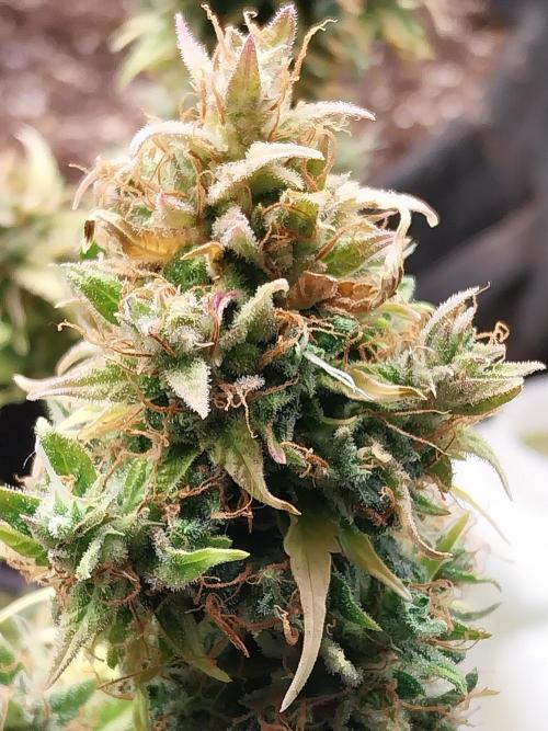 survivante. Week 13 - 11/11