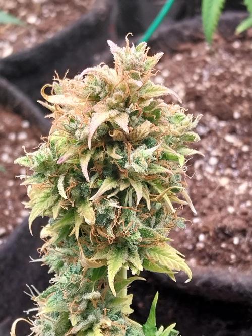 survivante. Week 13 - 11/11