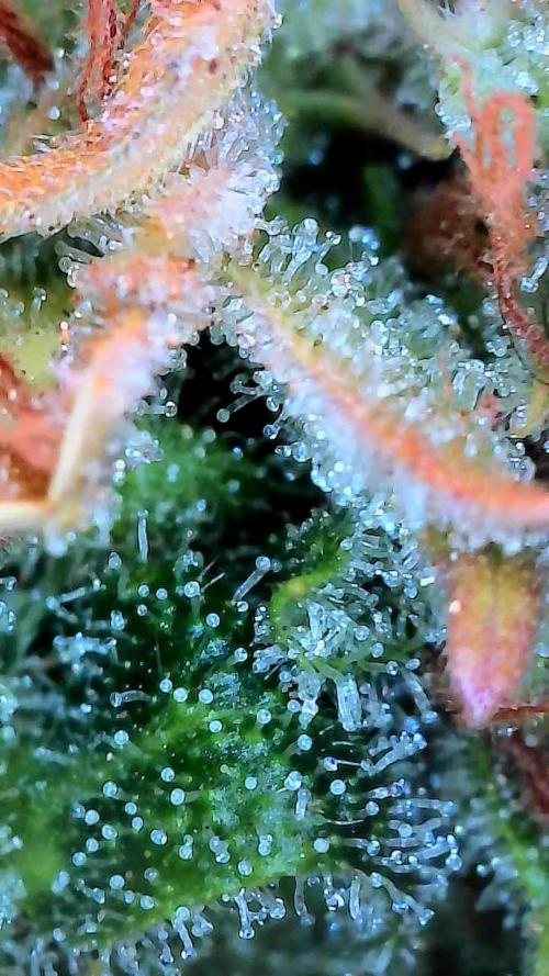 survivante. Week 13 - 11/11