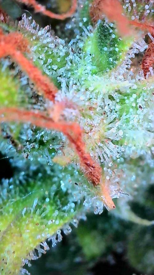 survivante. Week 13 - 11/11