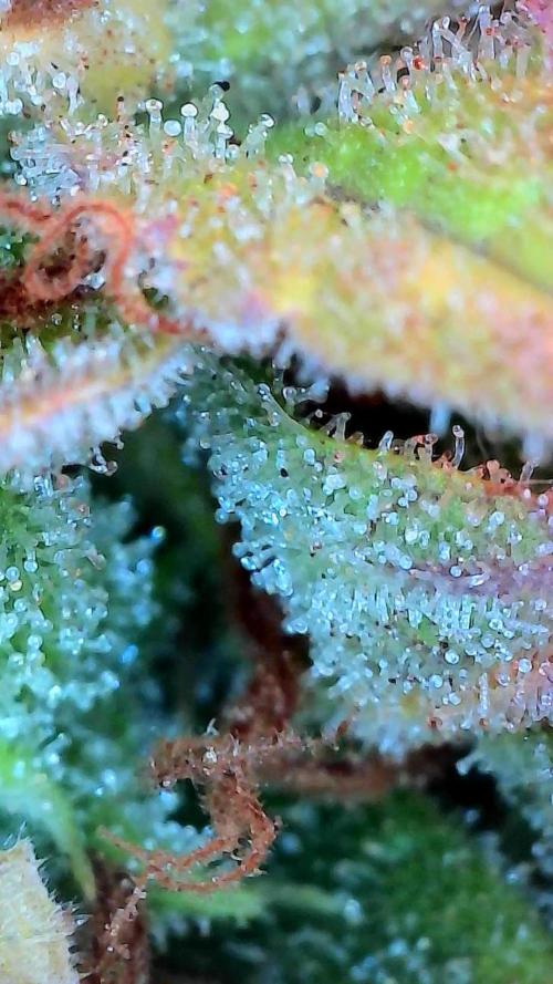 survivante. Week 13 - 11/11