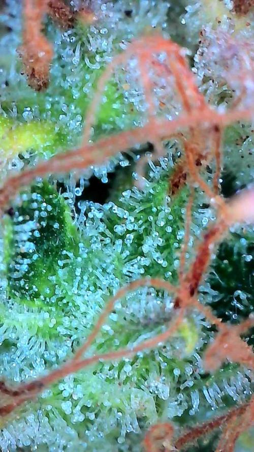 survivante. Week 13 - 11/11