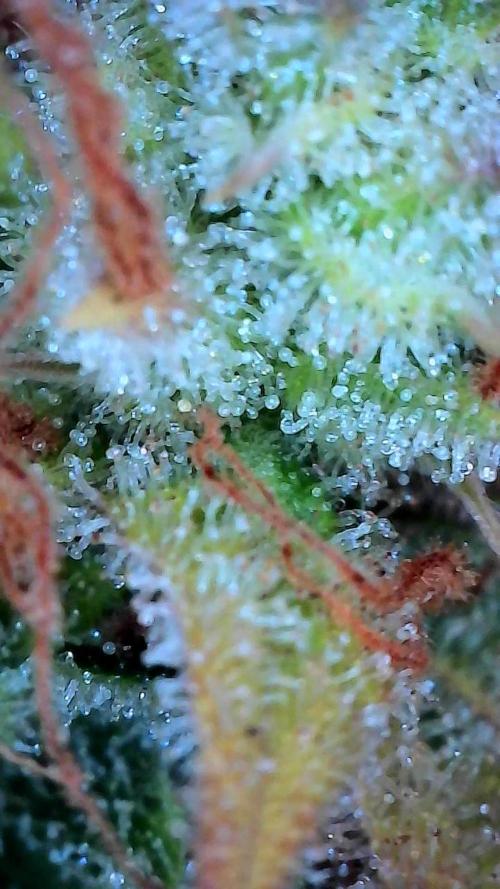 survivante. Week 13 - 11/11