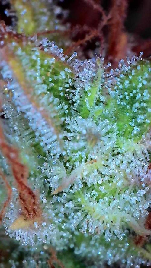 survivante. Week 13 - 11/11