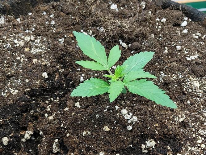 Blanchette. Week 2 - 05/11