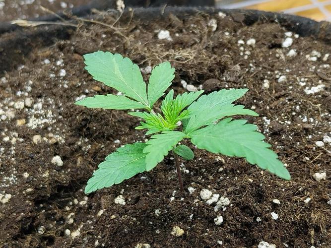 Blanchette. Week 2 - 06/11