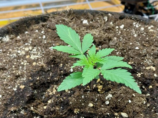 Blanchette. Week 2 - 07/11