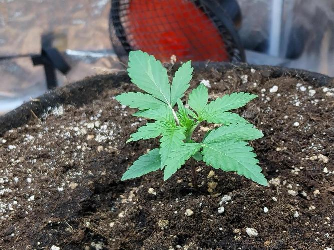 Blanchette. Week 2 - 08/11