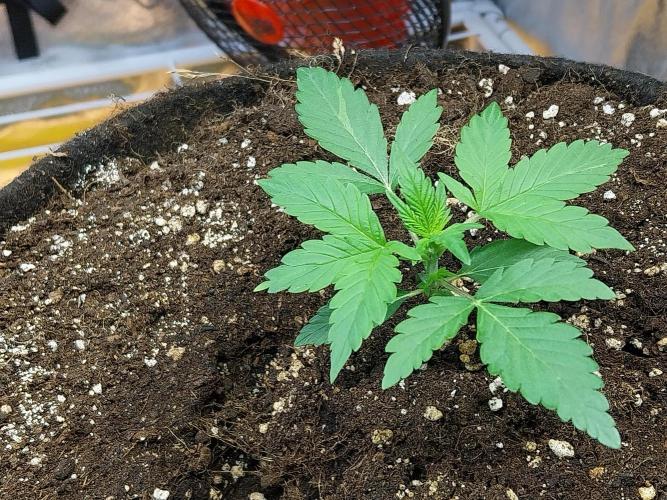 Blanchette. Week 2 - 09/11