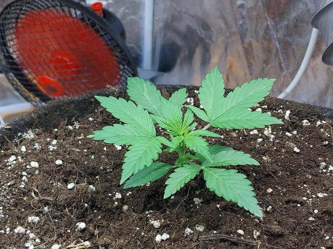 Blanchette. Week 2 - 10/11