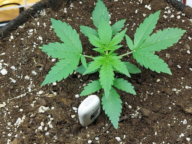 Blanchette. Week 2 - 11/11