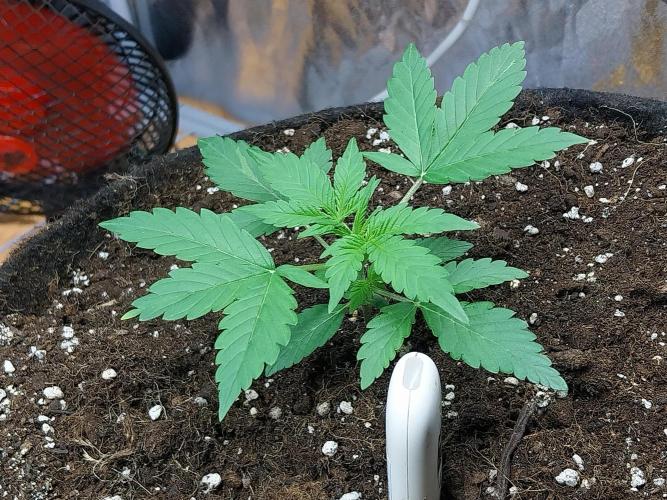 Blanchette. Week 2 - 11/11