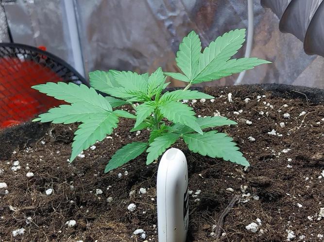 Blanchette. Week 2 - 11/11