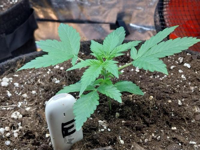 Blanchette. Week 2 - 11/11