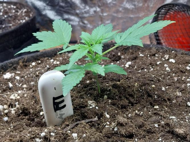 Blanchette. Week 2 - 11/11