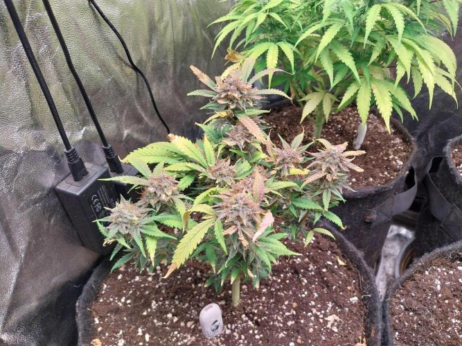 Pierrette de la lune 1. Week 12 - 06/11