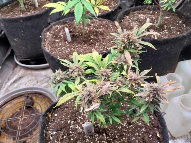 Pierrette de la lune 1. Week 12 - 07/11