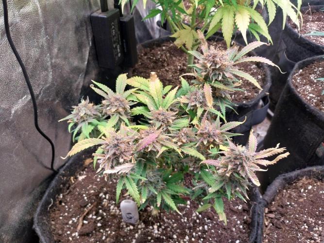 Pierrette de la lune 1. Week 12 - 08/11