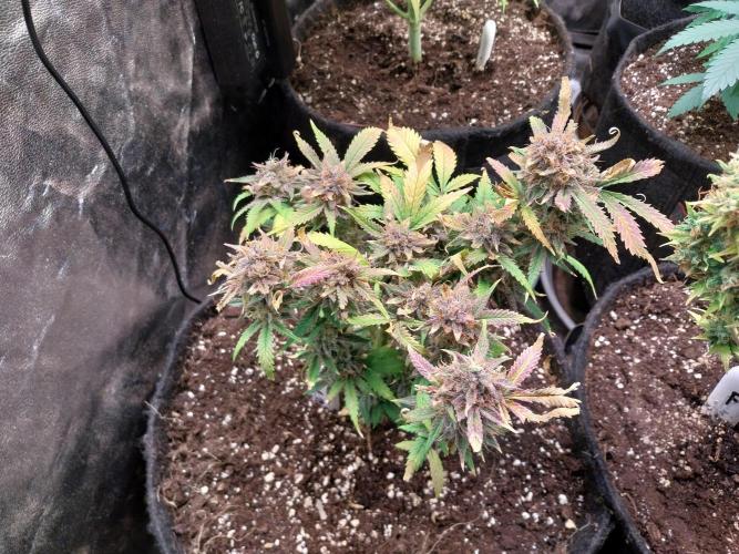 Pierrette de la lune 1. Week 12 - 09/11