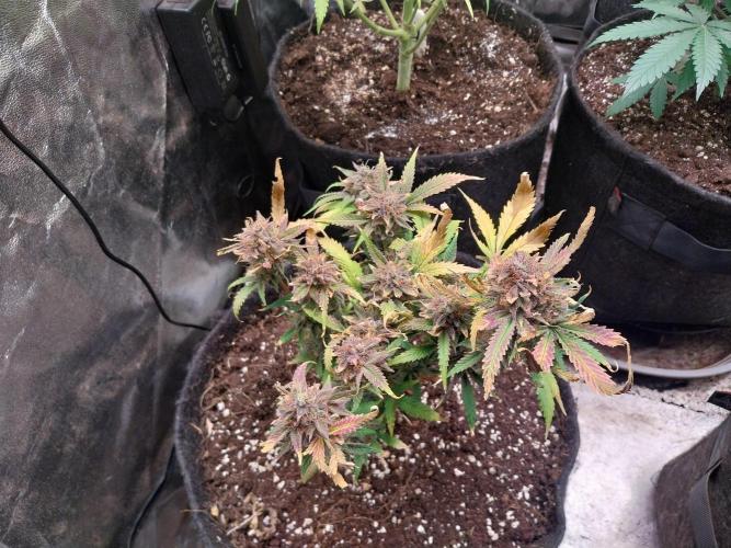 Pierrette de la lune 1. Week 12 - 10/11