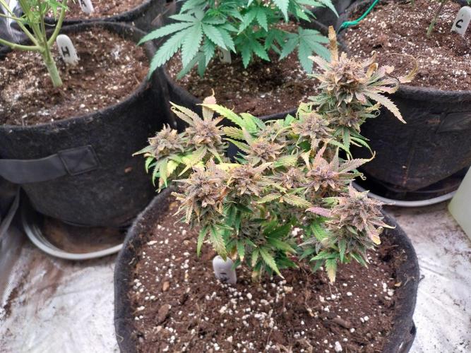 Pierrette de la lune 1. Week 12 - 11/11