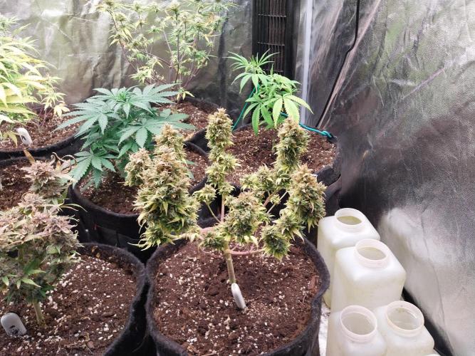 Pierrette de la lune 1. Week 12 - 12/11