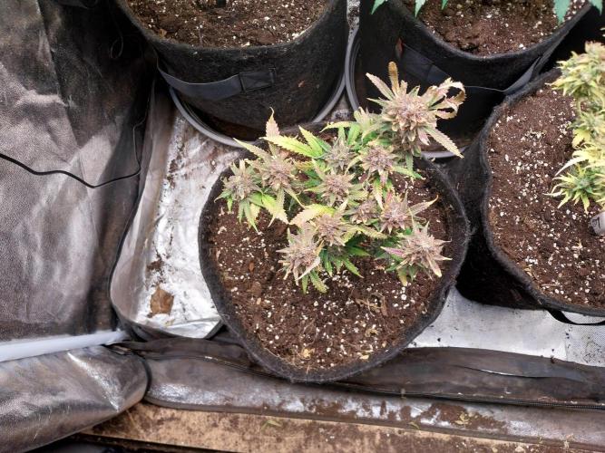 Pierrette de la lune 1. Week 12 - 12/11