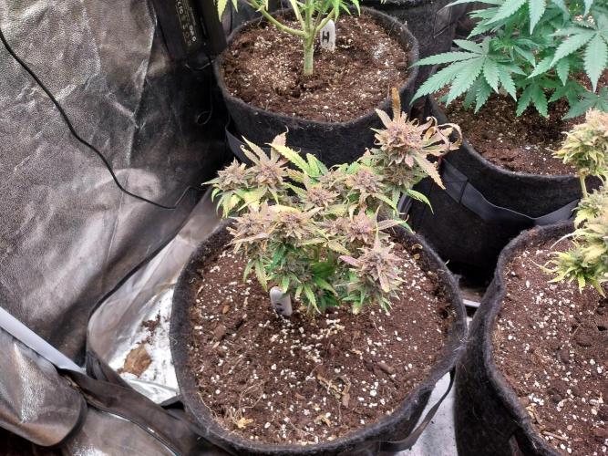 Pierrette de la lune 1. Week 12 - 12/11