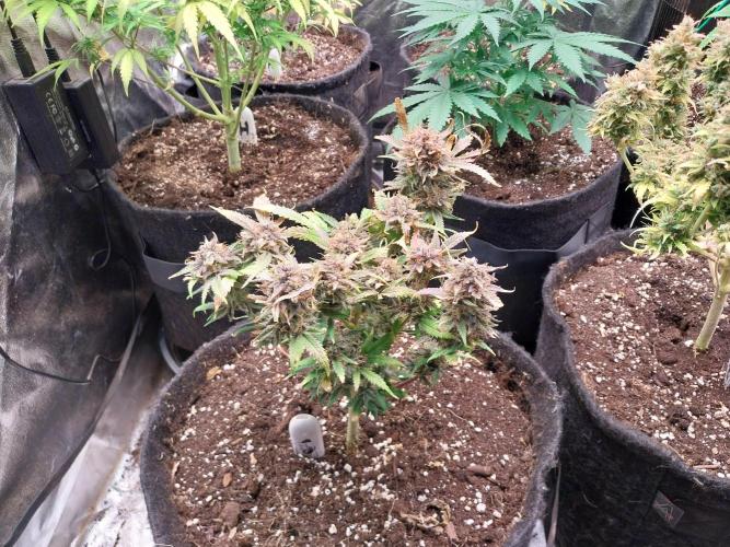 Pierrette de la lune 1. Week 12 - 12/11