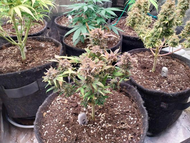 Pierrette de la lune 1. Week 12 - 12/11