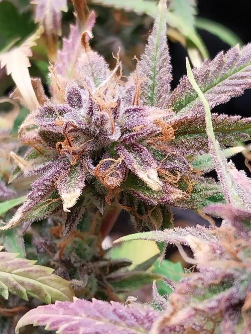 Pierrette de la lune 1. Week 12 - 12/11