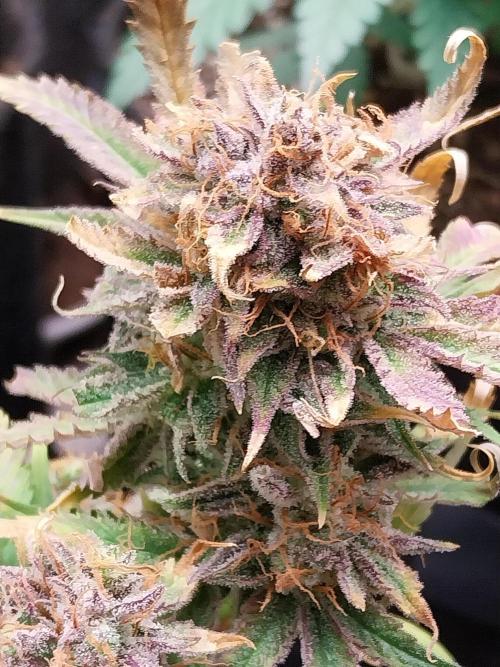 Pierrette de la lune 1. Week 12 - 12/11