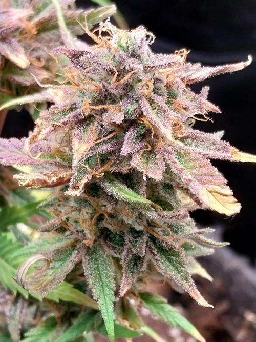 Pierrette de la lune 1. Week 12 - 12/11