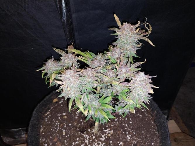 Pierrette de la lune 1. Week 12 - 12/11