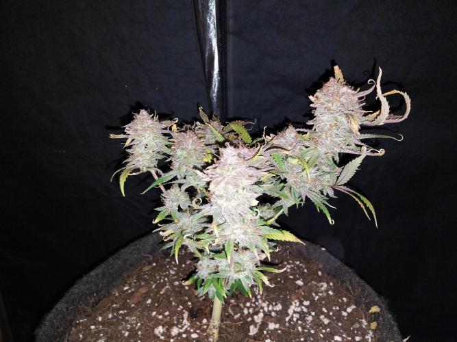 Pierrette de la lune 1. Week 12 - 12/11