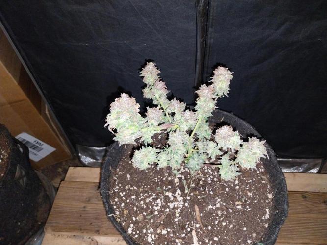 Pierrette de la lune 1. Week 12 - 12/11