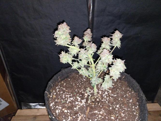 Pierrette de la lune 1. Week 12 - 12/11