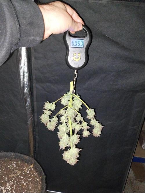 Pierrette de la lune 1. Week 12 - 12/11