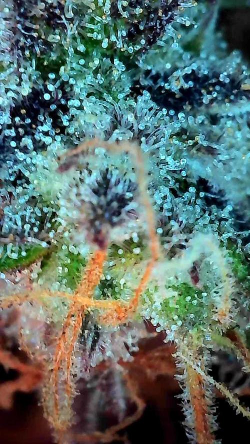 Pierrette de la lune 1. Week 12 - 12/11