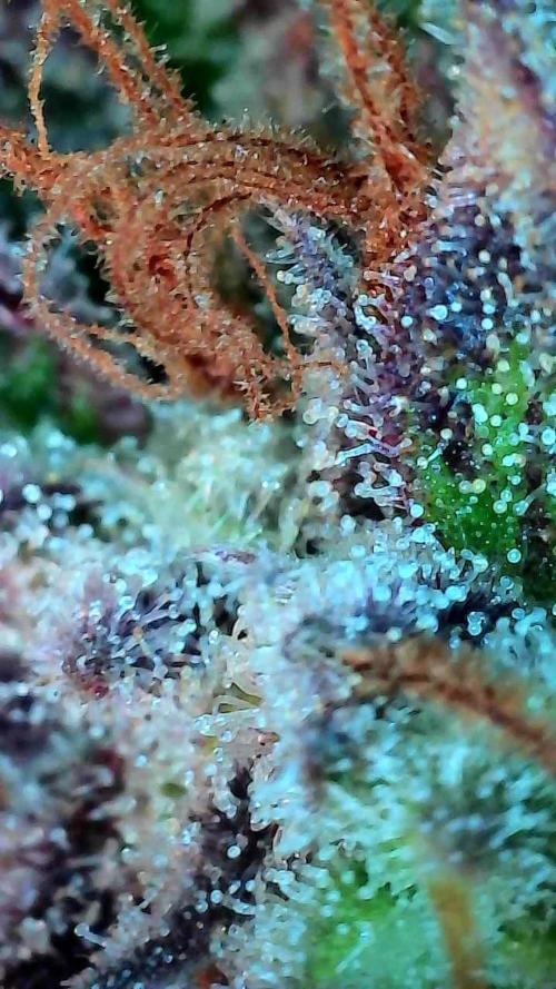 Pierrette de la lune 1. Week 12 - 12/11