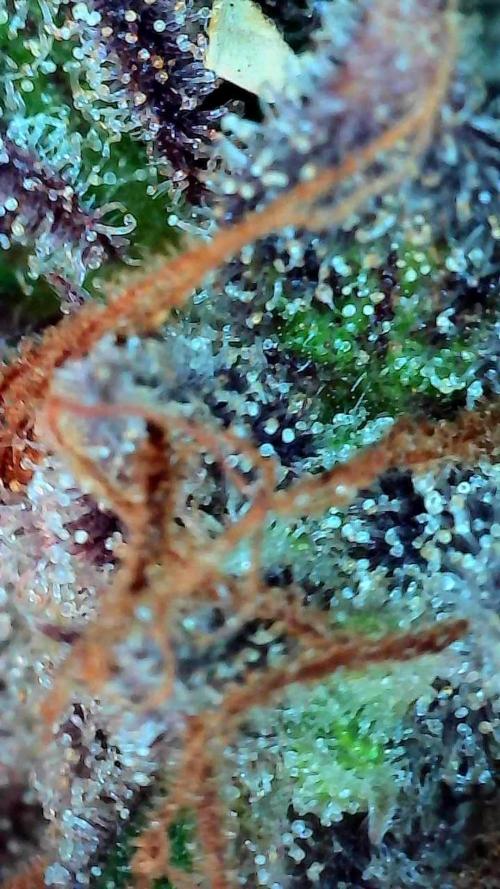 Pierrette de la lune 1. Week 12 - 12/11