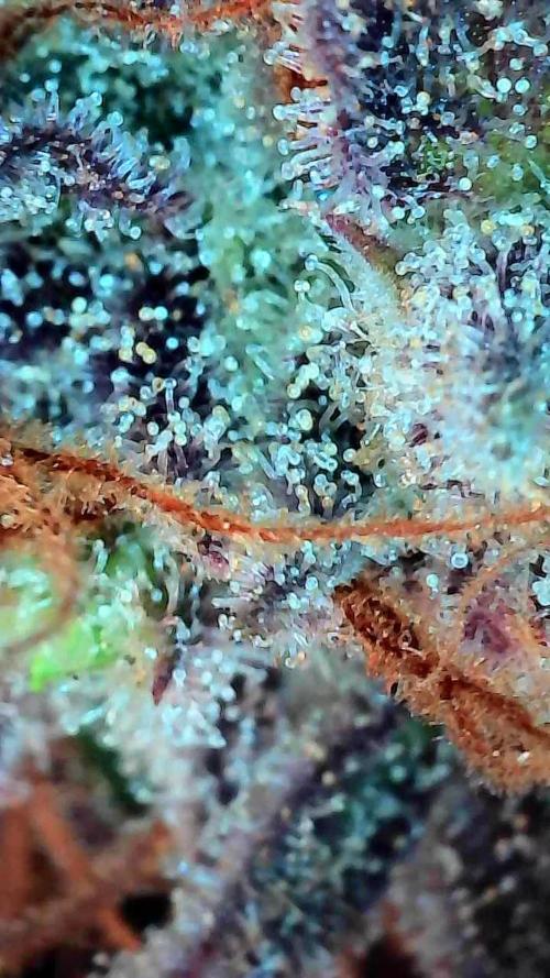 Pierrette de la lune 1. Week 12 - 12/11