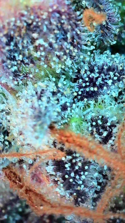 Pierrette de la lune 1. Week 12 - 12/11