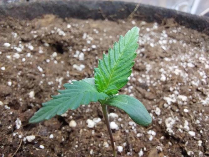 Pierrette de la lune 2. Week 1 - 06/11