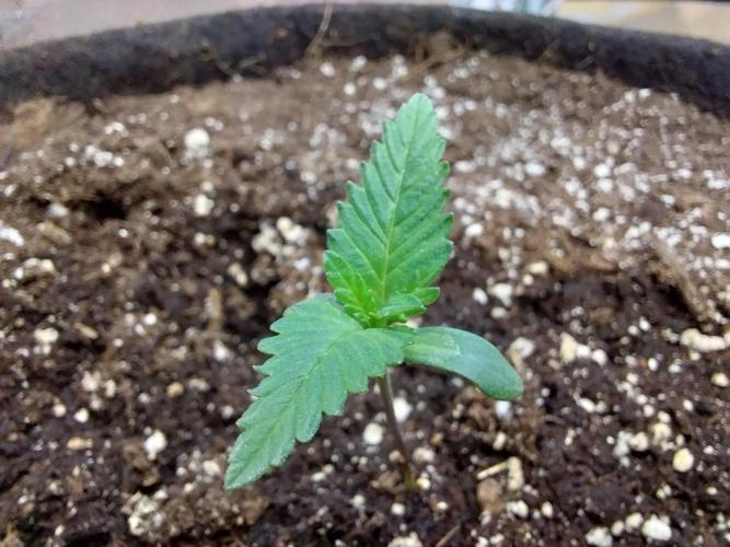 Pierrette de la lune 2. Week 1 - 07/11